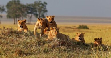 10 Must Visit National Parks in Tanzania for Nature Enthusiasts