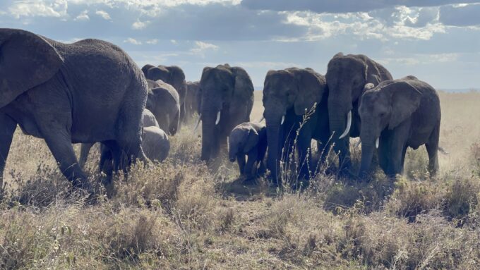 Visit Tanzania 4 Less